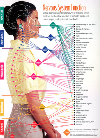 Nervous System Function | Subluxation bones of the arm diagram 